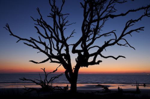 Bark;Beach;Beaches;Branch;Branches;Break of Day;Dawn;Daybreak;First Light;Herbaceous;Morning;Plant;Shore;Shoreline;Silhouette;Sun-up;Tree;Tree Trunk;Trees;Trunk